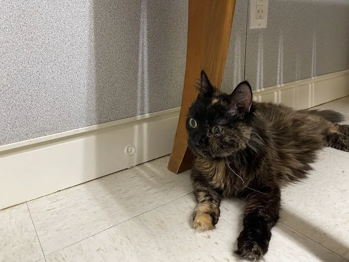 Boston Road Animal Clinic 8