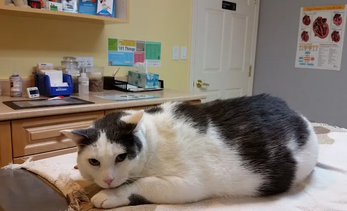 Boston Road Animal Clinic 7