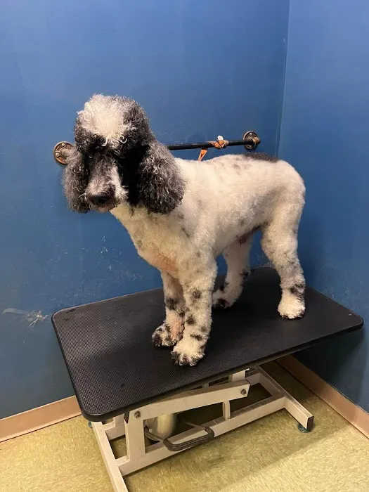 Boston Road Animal Clinic 3