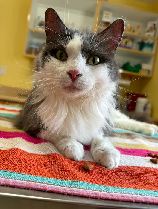 Boston Road Animal Clinic 5