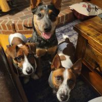 Boston Road Animal Clinic ico