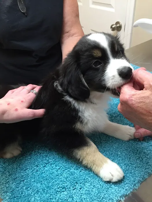 WagMore Veterinary Care 1