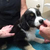 WagMore Veterinary Care ico