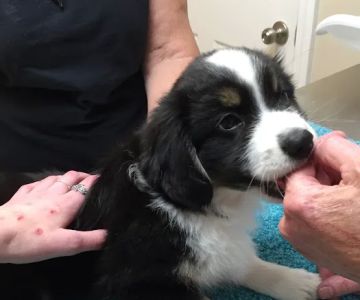 WagMore Veterinary Care