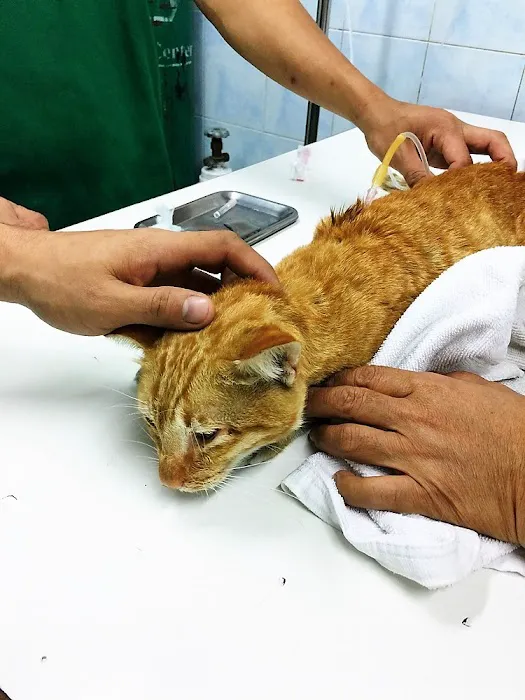 Charlestown Animal Hospital, J. Lawrence Dunn VMD 2