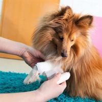 Charlestown Animal Hospital, J. Lawrence Dunn VMD ico
