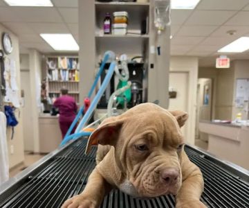 Washington County Vet Hospital