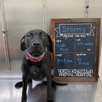North Kingstown Animal Hospital ico