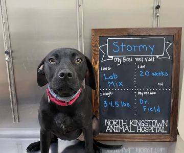 North Kingstown Animal Hospital