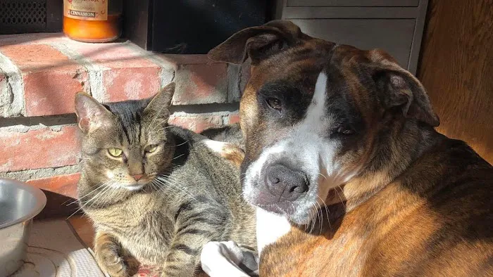 North Kingstown Animal Hospital 2