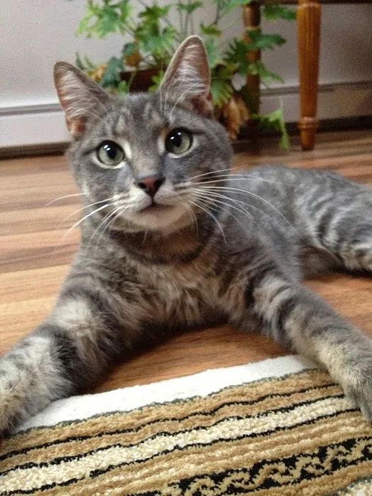 North Kingstown Animal Hospital: Mandarini David DVM 1
