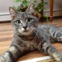 North Kingstown Animal Hospital: Mandarini David DVM ico