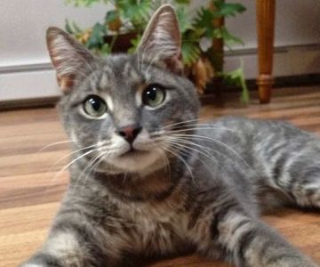 North Kingstown Animal Hospital: Mandarini David DVM