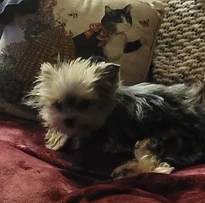 North Kingstown Animal Hospital: Dr. Nancy Field 2