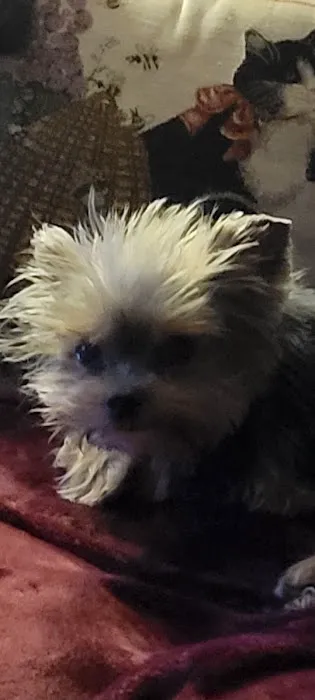 North Kingstown Animal Hospital: Dr. Nancy Field 1