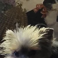 North Kingstown Animal Hospital: Dr. Nancy Field ico