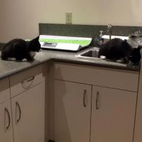 The Village Veterinary Center ico