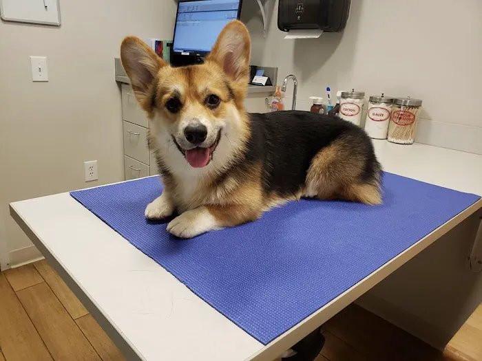 Wickford Veterinary Clinic 3
