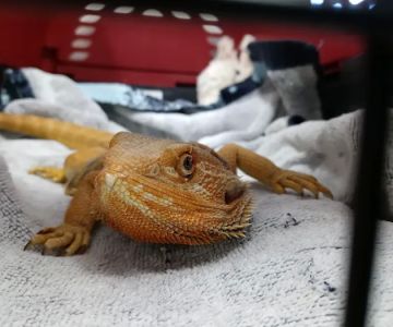 Wickford Veterinary Clinic