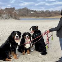 Greenwich Bay Animal Hospital ico