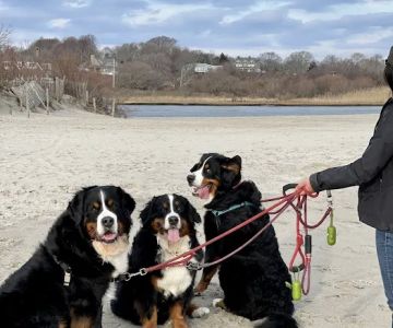 Greenwich Bay Animal Hospital