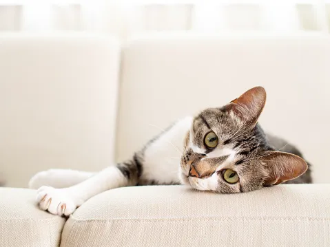 Safe Harbor Veterinary Services 3