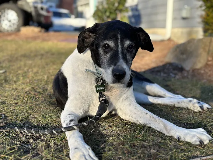 Safe Harbor Veterinary Services 1