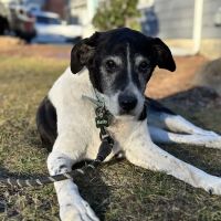 Safe Harbor Veterinary Services ico