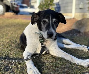 Safe Harbor Veterinary Services