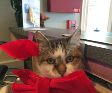 South Bay Veterinary Clinic