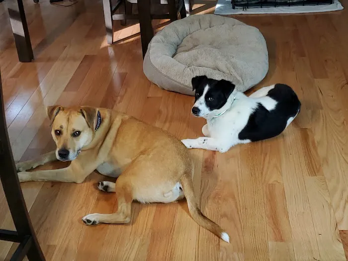 South Bay Veterinary Clinic 2