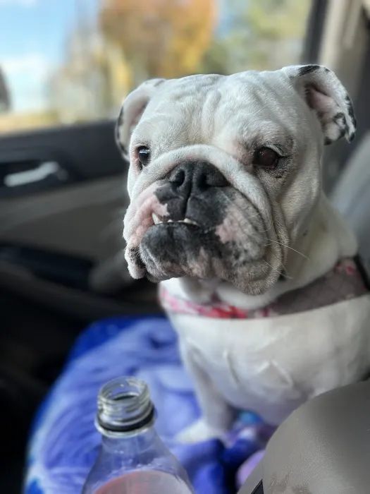 Eye Care for Animals - Warwick 4