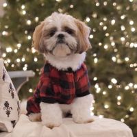 Eye Care for Animals - Warwick ico