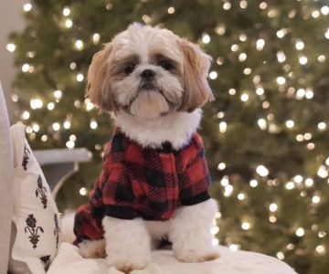 Eye Care for Animals - Warwick