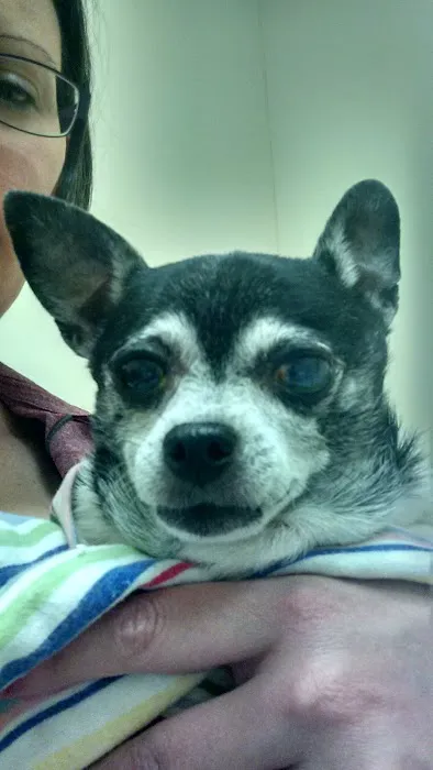 Eye Care for Animals - Warwick 7