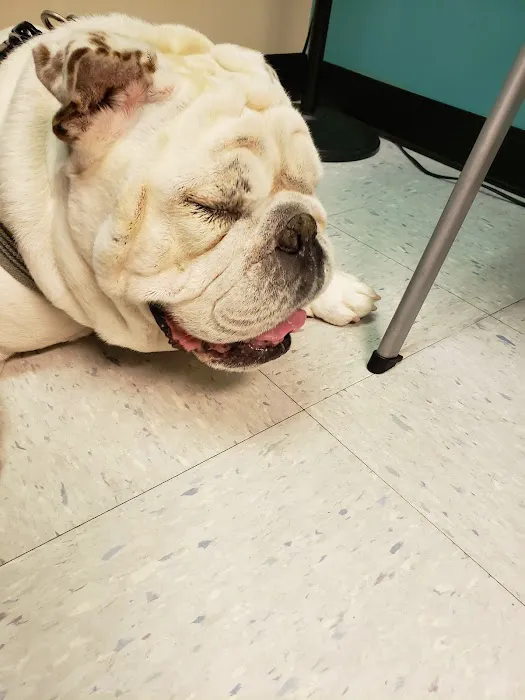 Eye Care for Animals - Warwick 9