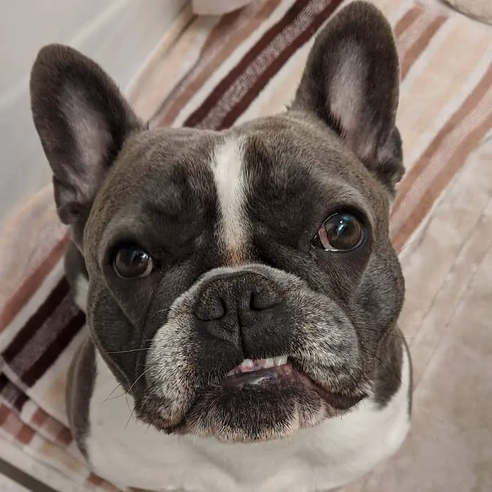 Mercy Animal Hospital 4