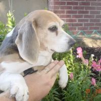 Mercy Animal Hospital ico