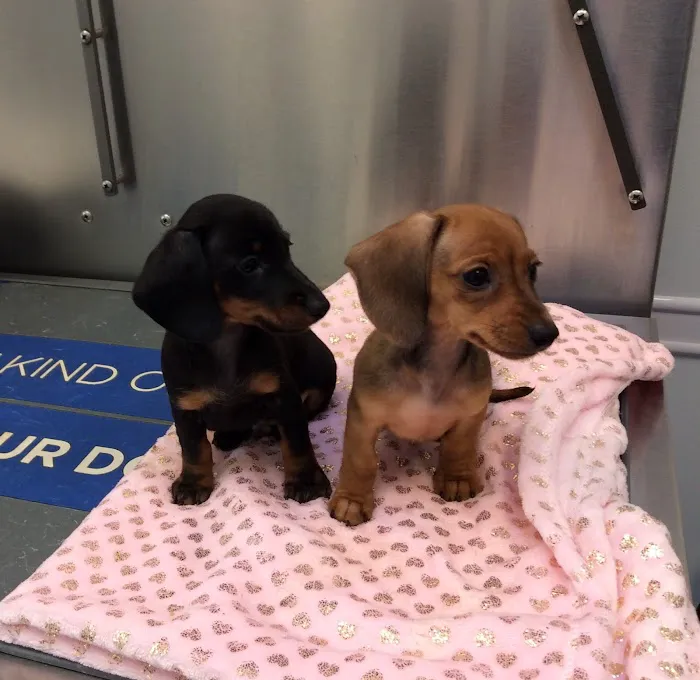 Oaklawn Animal Hospital 8