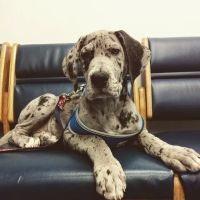 Oaklawn Animal Hospital ico