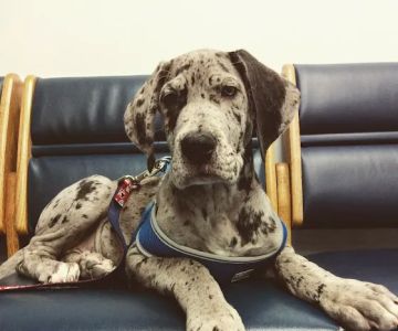 Oaklawn Animal Hospital