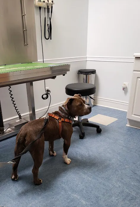 Oaklawn Animal Hospital: Cutts Shannon DVM 1