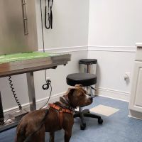 Oaklawn Animal Hospital: Cutts Shannon DVM ico