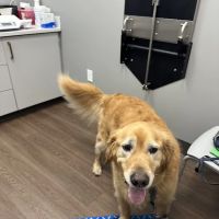 Warwick PetMedic Urgent Care Vet Clinic ico