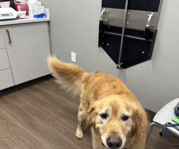Warwick PetMedic Urgent Care Vet Clinic