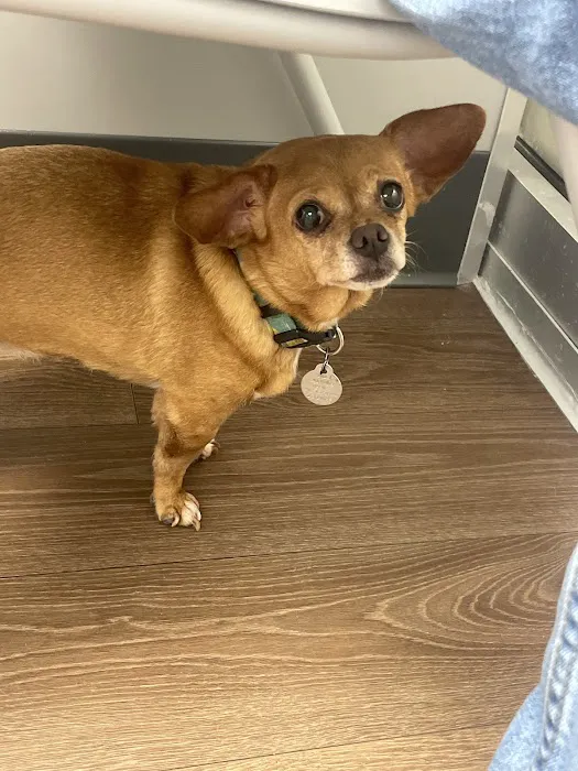 Warwick PetMedic Urgent Care Vet Clinic 10