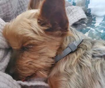 Northway Animal Emergency Clinic