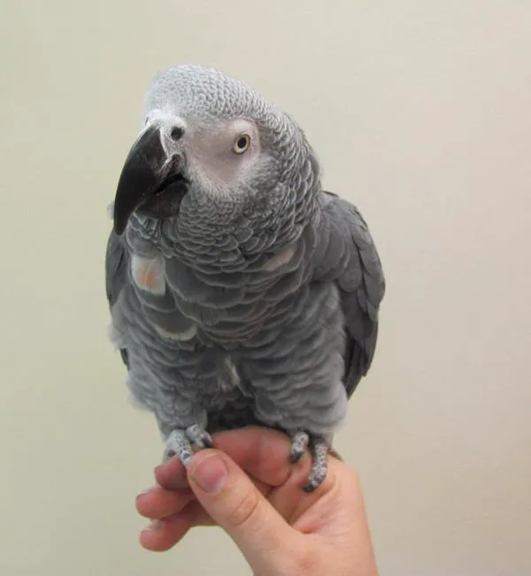 Animal Ark Veterinary Hospital 2