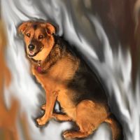 Animal Ark Veterinary Hospital ico