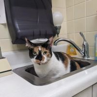 Camillus Animal Clinic, PC ico